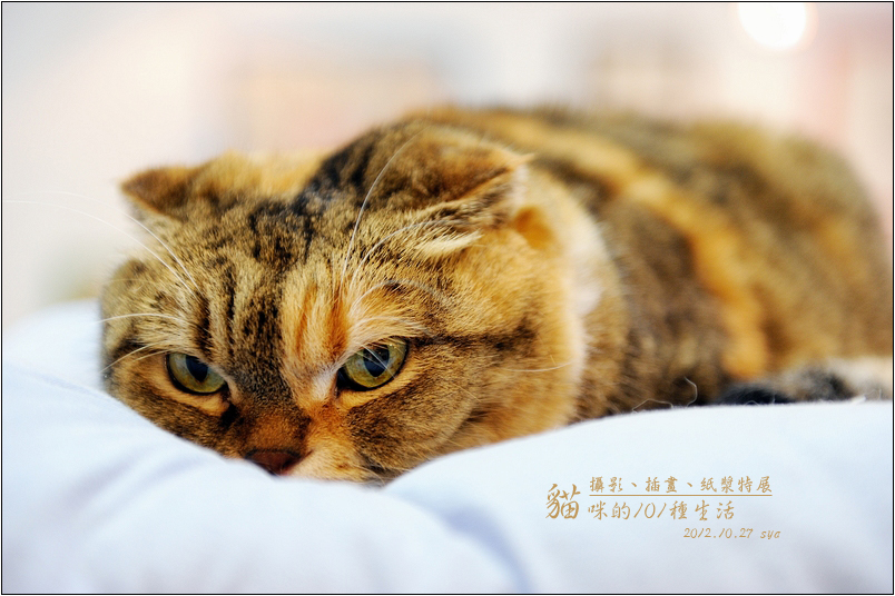 【台北 新光三越 特展】貓咪的101種生活。攝影、插畫、紙漿特展