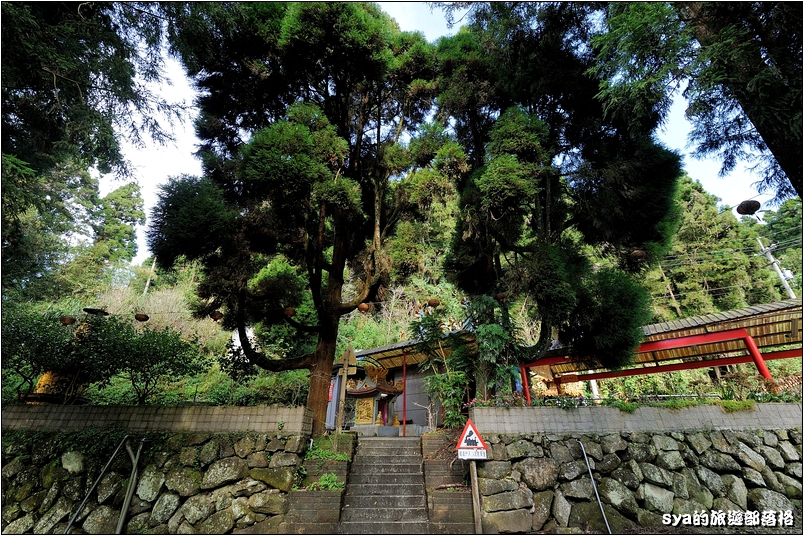 【奮起湖推薦景點】杉林木棧道（台灣杉森林棧道） | 來到奮起湖一定要走的私房景點