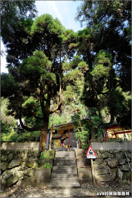 【奮起湖推薦景點】杉林木棧道（台灣杉森林棧道） | 來到奮起湖一定要走的私房景點