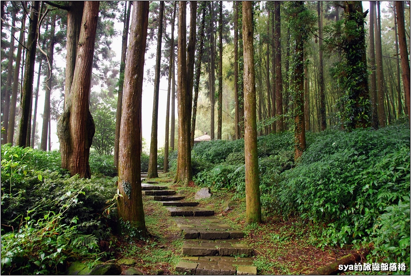 【嘉義推薦景點】奮起湖步道、觀景台、神社 | 走走森林步道，體驗不一樣的奮起湖行程