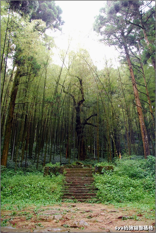 【嘉義推薦景點】奮起湖步道、觀景台、神社 | 走走森林步道，體驗不一樣的奮起湖行程