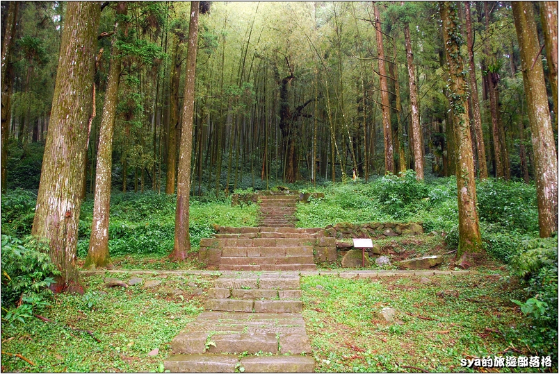 【嘉義推薦景點】奮起湖步道、觀景台、神社 | 走走森林步道，體驗不一樣的奮起湖行程