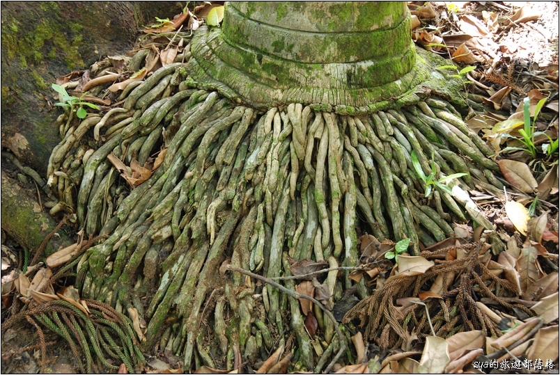 【墾丁 推薦親子景點】墾丁國家森林公園 | 超豐富的生態與自然景觀