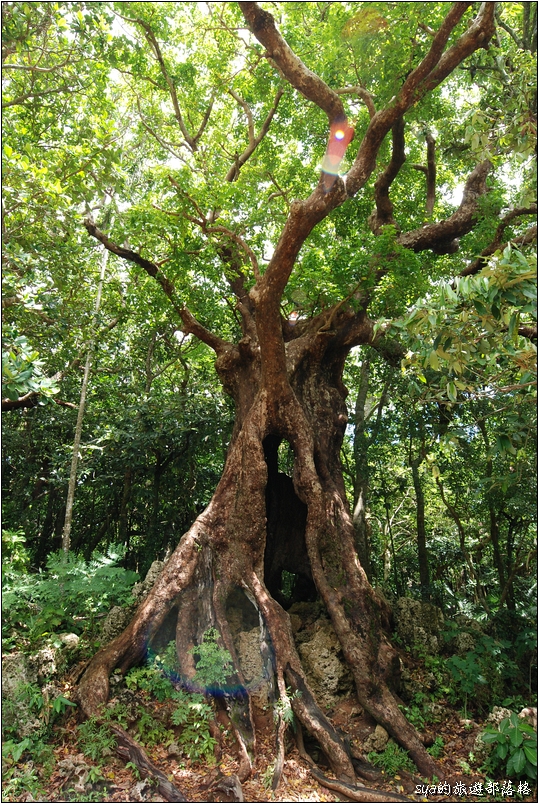 【墾丁 推薦親子景點】墾丁國家森林公園 | 超豐富的生態與自然景觀