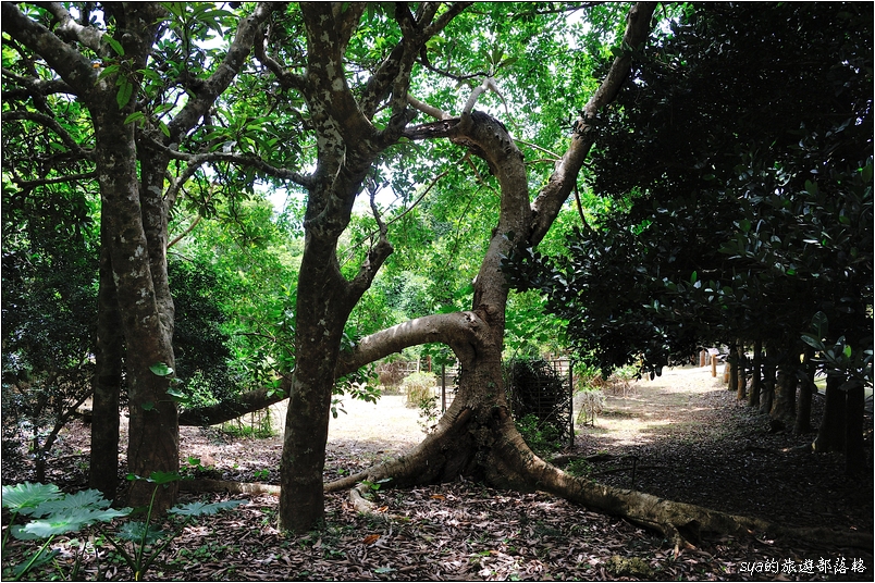 【墾丁 推薦親子景點】墾丁國家森林公園 | 超豐富的生態與自然景觀