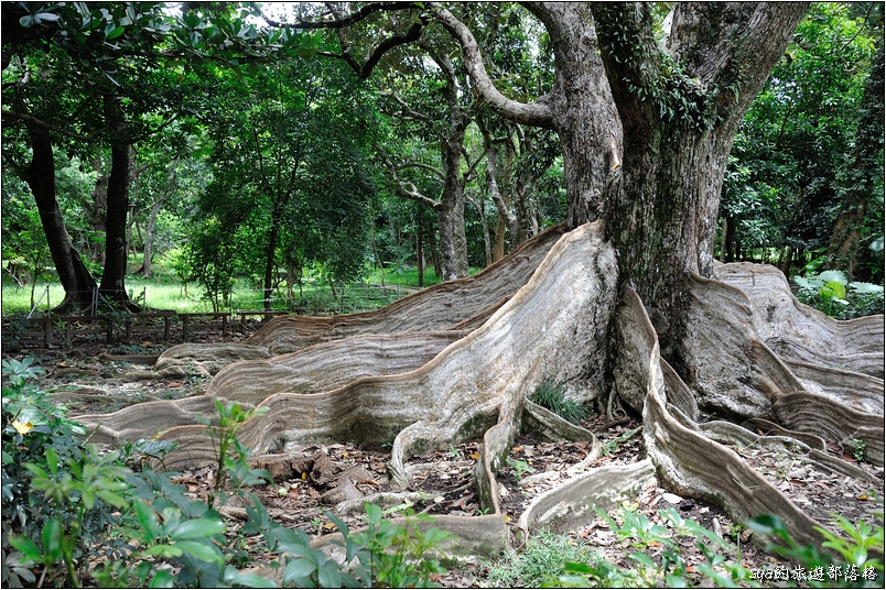【墾丁 推薦親子景點】墾丁國家森林公園 | 超豐富的生態與自然景觀