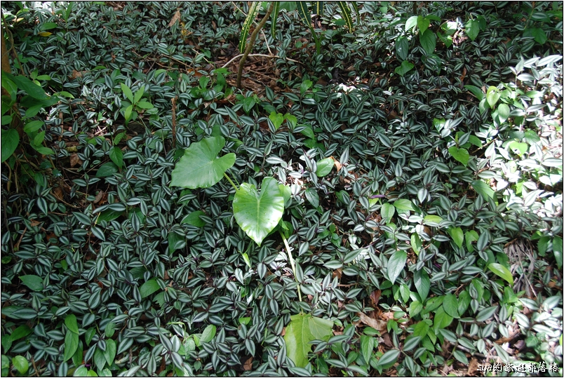 【墾丁 推薦親子景點】墾丁國家森林公園 | 超豐富的生態與自然景觀