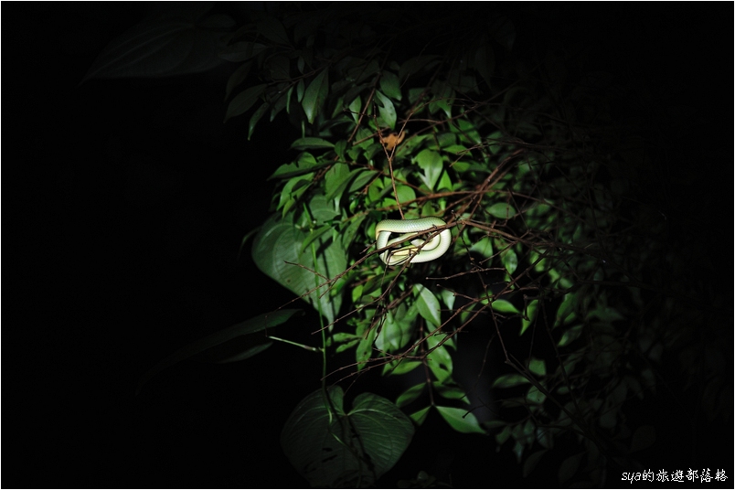 【墾丁 推薦親子景點】社頂自然公園夜間導覽 | 黑夜裡的派對 (夜間行程、螢光蕈)