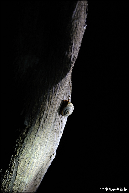 【墾丁 推薦親子景點】社頂自然公園夜間導覽 | 黑夜裡的派對 (夜間行程、螢光蕈)