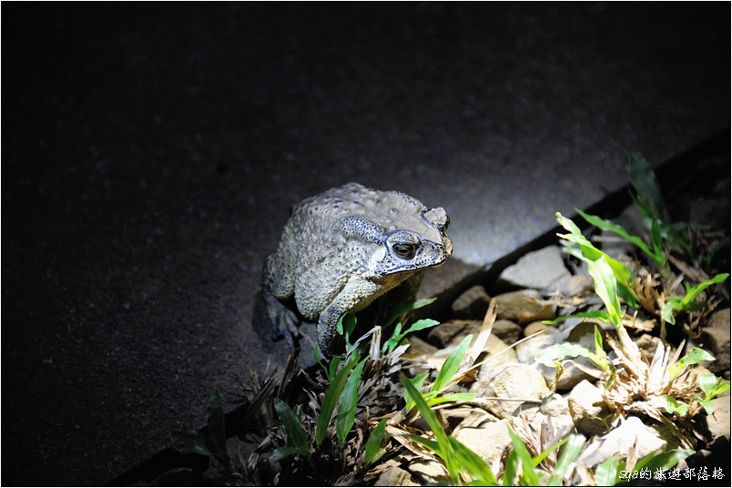 【墾丁 推薦親子景點】社頂自然公園夜間導覽 | 黑夜裡的派對 (夜間行程、螢光蕈)