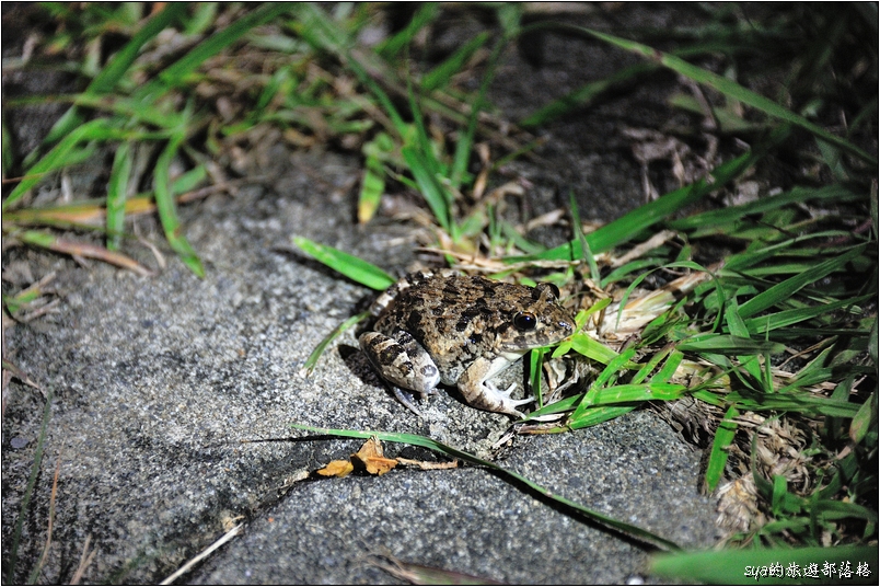 【墾丁 推薦親子景點】社頂自然公園夜間導覽 | 黑夜裡的派對 (夜間行程、螢光蕈)