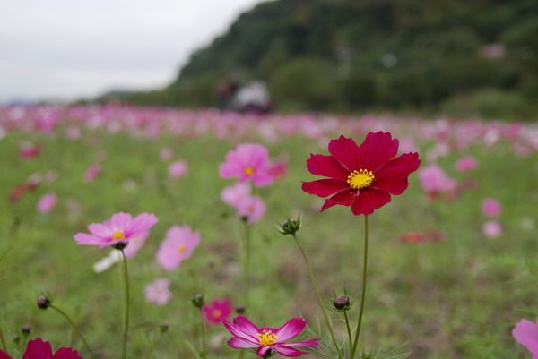 【花蓮】 2007的第一道曙光。花蓮跨年