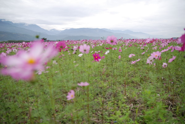 【花蓮】 2007的第一道曙光。花蓮跨年